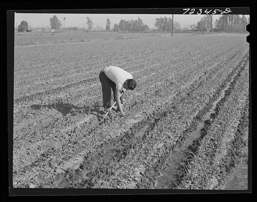 Los Angeles County, California. Japanese farmer working in his field as he waits for evacuation orders from West coast area under United States Army war emergency ruling