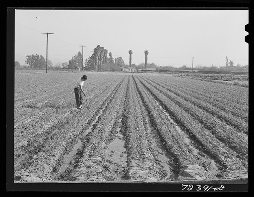 Los Angeles County, California. Japanese farmer working his crops while waiting for evacuation from West coast area under United States Army war emergency orders