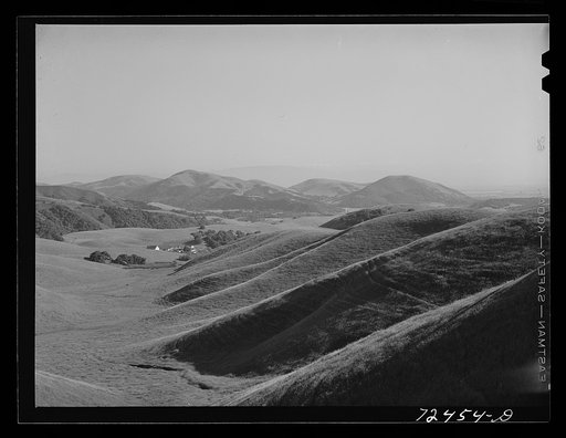 San Benito County, California. Low hills which are grazing land for cattle and sheep