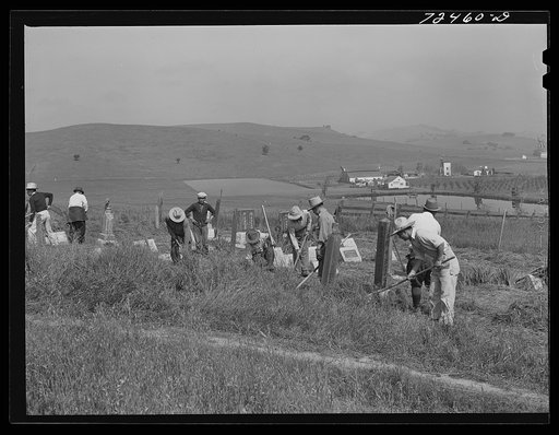San Juan Bautista, California. Japanese-Americans clean their cemetery before they are evacuated