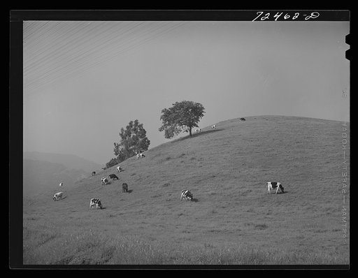 San Benito County, California. Cattle grazing in the foothills