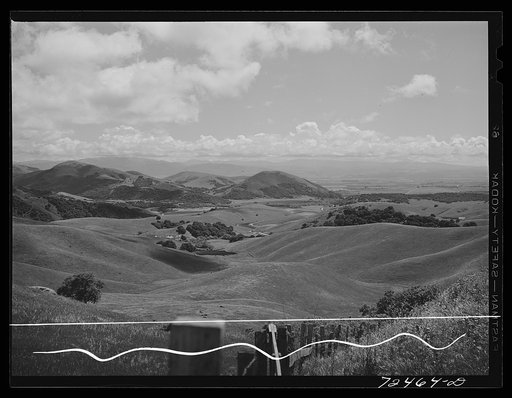 San Benito County, California. Low hills which are used for cattle and sheep grazing