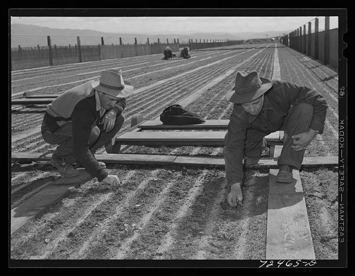 Salinas, California. Weeding seedbeds in guayule nursery