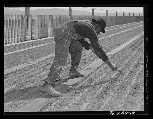 Salinas, California. Weeding seedbeds in guayule nursery