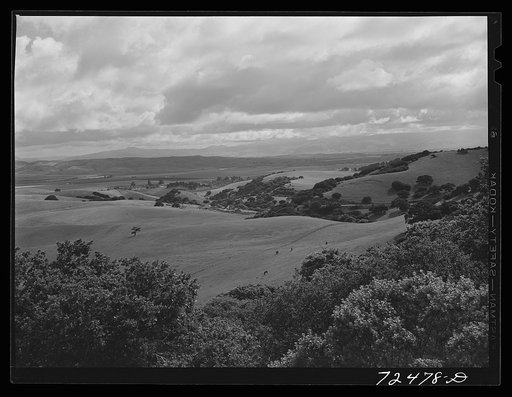 San Benito County, California. Low foothills which are grazing ground for cattle and sheep