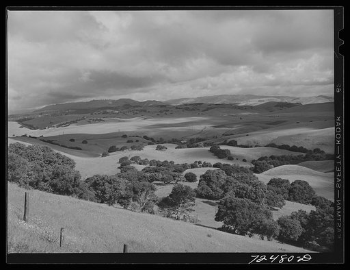 San Benito County, California. Low foothills which are grazing ground for cattle and sheep