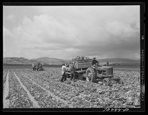 Untitled photo, possibly related to: San Benito County, California. Harvesting lettuce