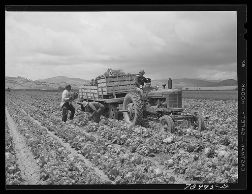 San Benito County, California. Harvesting lettuce