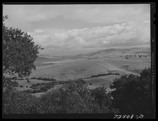 San Benito County, California. Foothills used for cattle and sheep grazing
