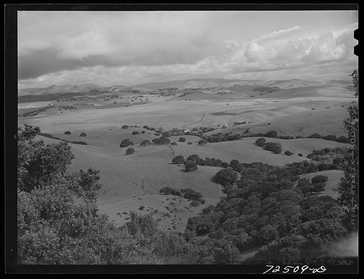 San Benito County, California. Foothills used for cattle and sheep grazing