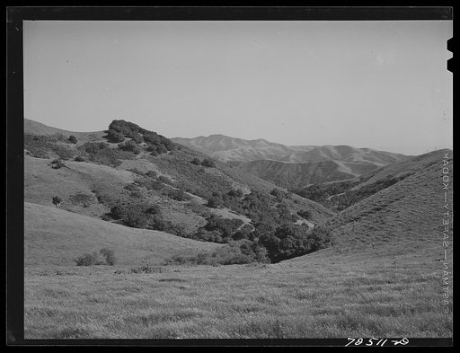 San Benito County, California. Cattle grazing in the grass-covered foothills