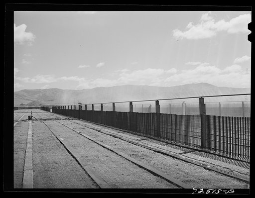 Salinas, California. Guayule nursery which is now operated by the United States Forest Service. The Forest Service has put in over 500 acres in nursery all of which is irrigated by overhead piping