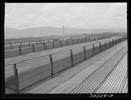 Salinas, California. Newly-planted guayule nursery beds. The fine guayule seed is planted with a mixture of sawdust and sand
