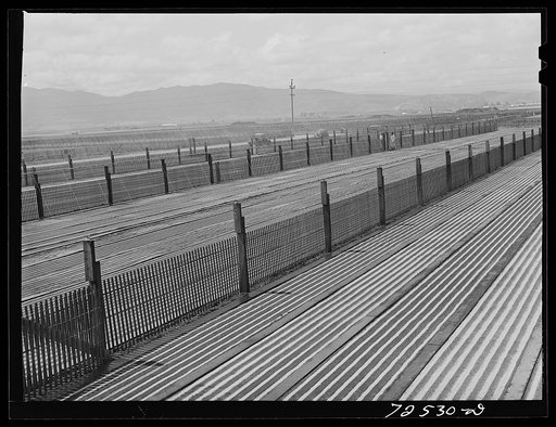 Untitled photo, possibly related to: Salinas, California. Newly-planted guayule nursery beds. The fine guayule seed is planted with a mixture of sawdust and sand