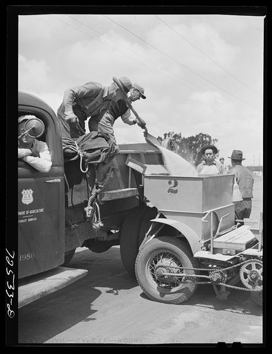 Salinas, California. Pouring sand into guayule planter at the nursery. The guayule project is under the supervision of the U.S. States Forest Service