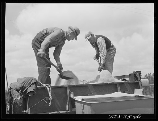 Salinas, California. Pouring sand into guayule planter at the nursery. The guayule project is under the supervision of the U.S. Forest Service