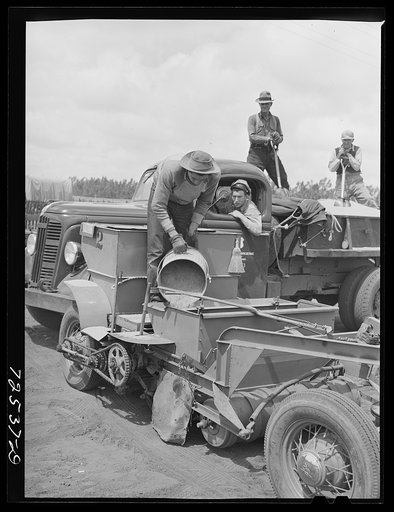 Salinas, California. Pouring sawdust into the guayule seed to be planted in nursery