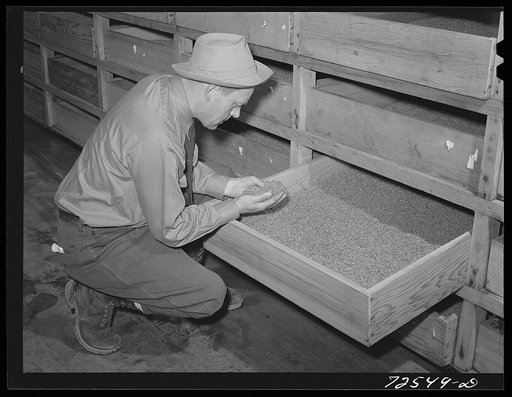 Untitled photo, possibly related to: Salinas, California. The treated and centrifuged guayule seed is placed in drawers for drying