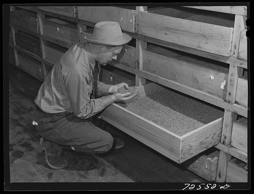 Salinas, California. The treated and centrifuged guayule seed is placed in drawers for drying