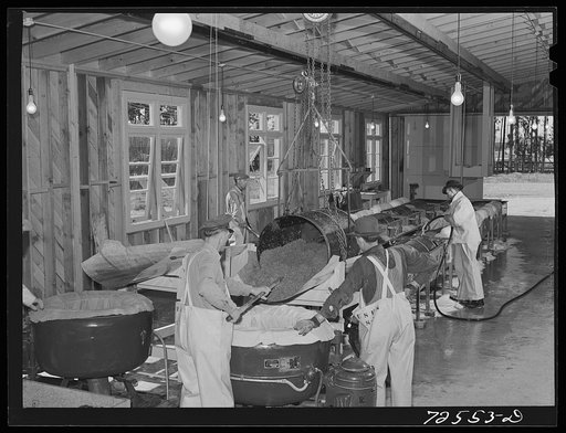 Salinas, California. Treating room for guayule seed