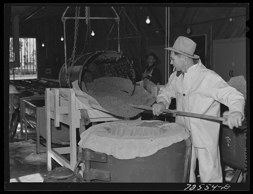 Salinas, California. Treated and rinsed guayule seed is placed in centrifuge