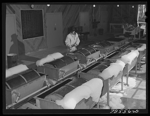 Salinas, California. Treating guayule seed