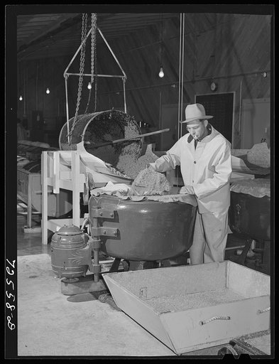 Salinas, California. Placing treated and rinsed guayule seed in centrifuge