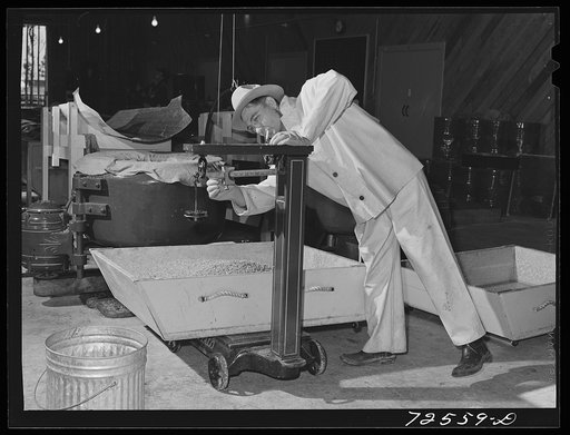 Salinas, California. Weighing treated guayule seed