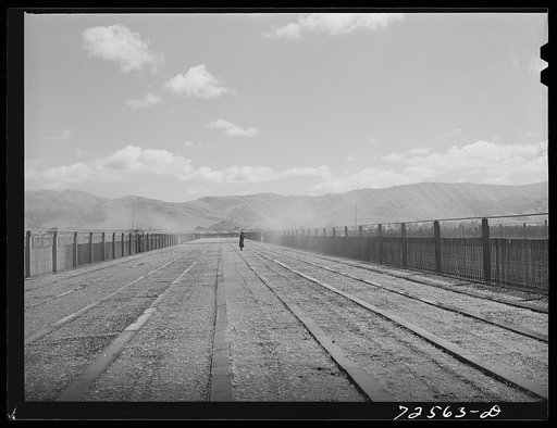 Salinas, California. Guayule nursery is irrigated from overhead piping