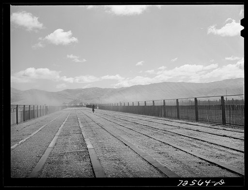 Untitled photo, possibly related to: Salinas, California. Guayule nursery is irrigated from overhead piping