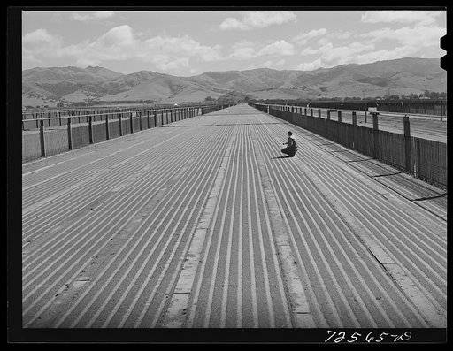 Salinas, California. Guayule nursery. The U.S. Forest Service used snow fencing for windbreaks in this nursery