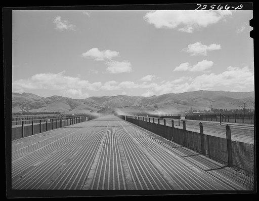 Salinas, California. Guayule nursery which is irrigated from overhead piping