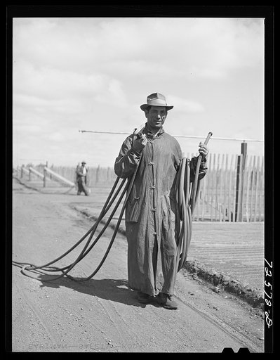 Salinas, California. Irrigator in guayule nursery