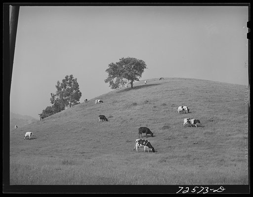 Untitled photo, possibly related to: San Benito County, California. Cattle grazing in the foothills