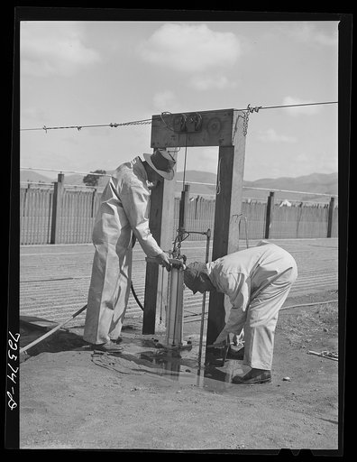 Salinas, California. Irrigators in guayule nursery