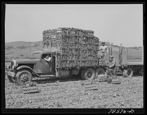 San Benito County, California. Japanese-Americans harvesting spinach as they await final evacuation orders