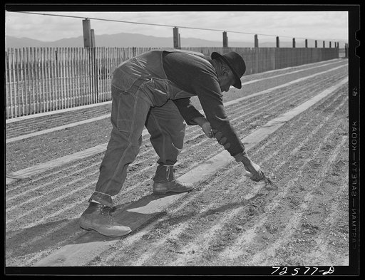 Untitled photo, possibly related to: Salinas, California. Weeding seedbeds in guayule nursery