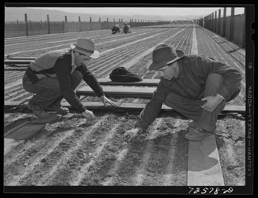 Untitled photo, possibly related to: Salinas, California. Weeding seedbeds in guayule nursery