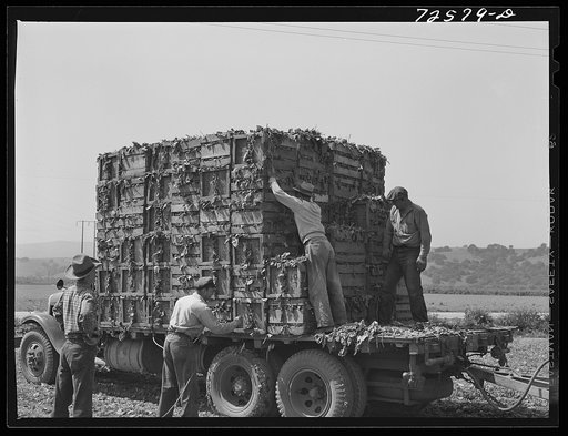 San Benito County, California. Japanese-Americans loading boxes of spinach onto truck
