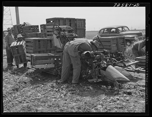 San Benito County, California. Spinach harvester operated by Japanese-Americans who await final evacuation orders