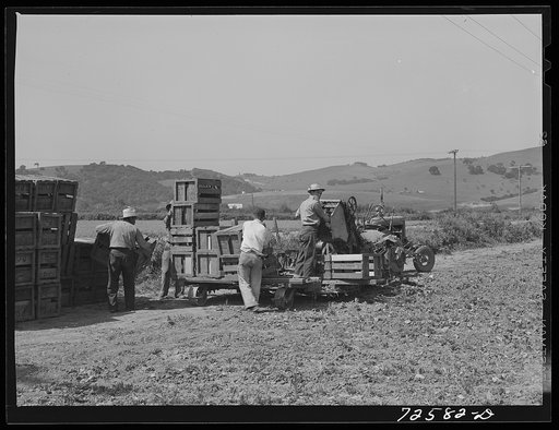 San Benito County, California. Japanese-Americans work in spinach fields as they await final evacuation orders
