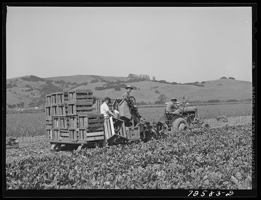San Benito County, California. Japanese-Americans operating spinach harvester as they wait for evacuation orders
