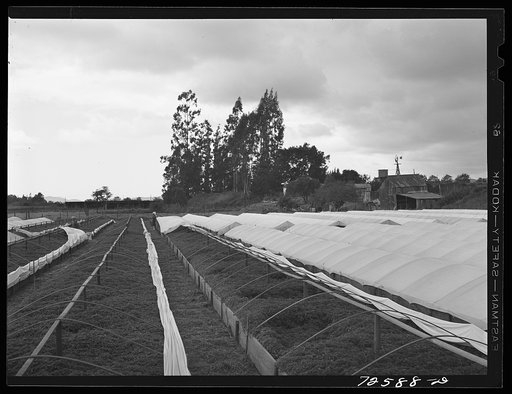 San Benito County, California. Tomato plants in nursery beds which are owned and operated by Japanese-American woman who is waiting for evacuation orders