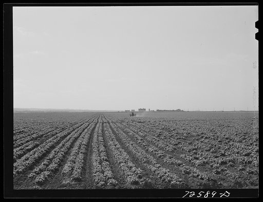 Monterey County, California. Field of lettuce