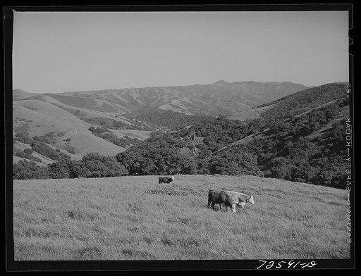 San Benito County, California. Cattle grazing in the low hills