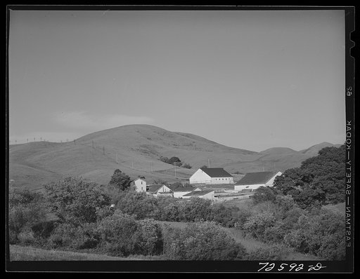 San Benito County, California. Dairy farm