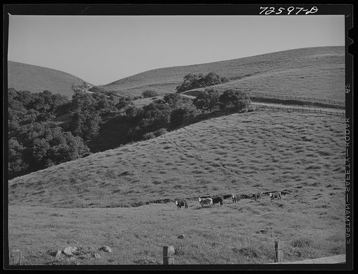 San Benito County, California. Cattle grazing on the grass-covered hills