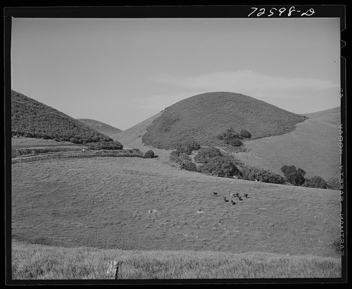 San Benito County, California. Cattle grazing on the grass-covered hills