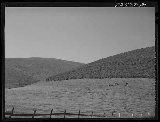 San Benito County, California. Cattle grazing on the grassy hills