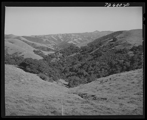 San Benito County, California. Cattle grazing in the low hills